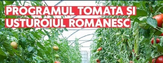 240224- PROGRAMELE TOMATA ȘI USTUROIUL ROMÂNESC CONTINUĂ